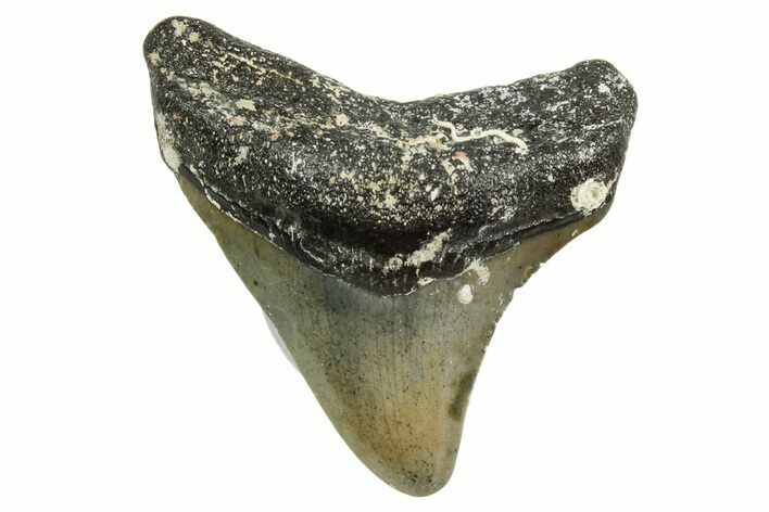 Juvenile Megalodon Tooth - North Carolina #363685